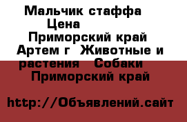 Мальчик стаффа  › Цена ­ 25 000 - Приморский край, Артем г. Животные и растения » Собаки   . Приморский край